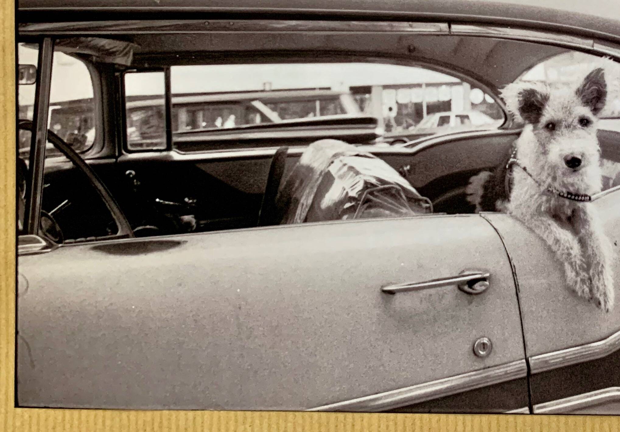“Dog Leaning Out Car Window” – 1960, New York - Photo by Angelo Rizzuto