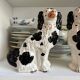 Pair of black Cavalier King Charles dogs in Staffordshire pottery, 19th century.