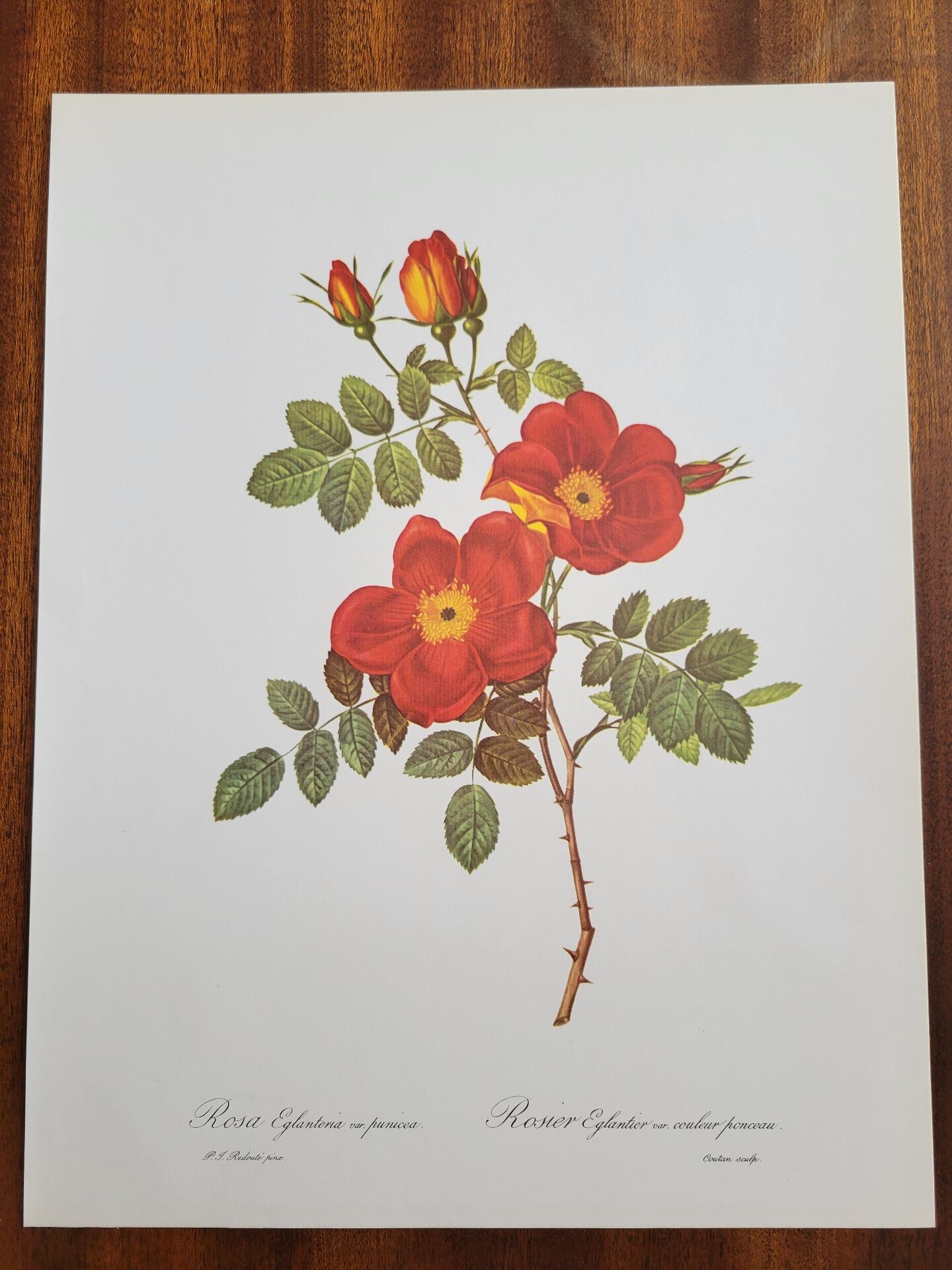 Botanical plate Wild Rose, P.J. Redouté, 1960