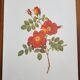 Botanical plate Wild Rose, P.J. Redouté, 1960