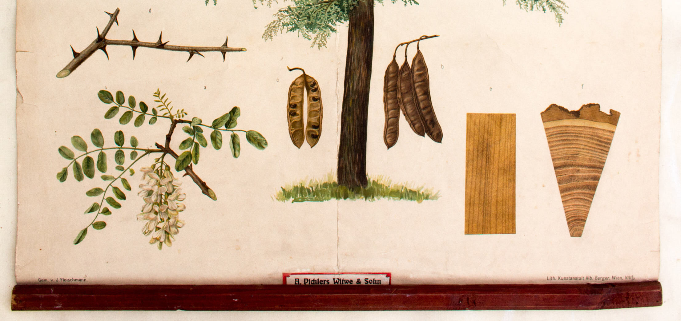 Displays educational Maple 1879