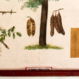 Displays educational Maple 1879