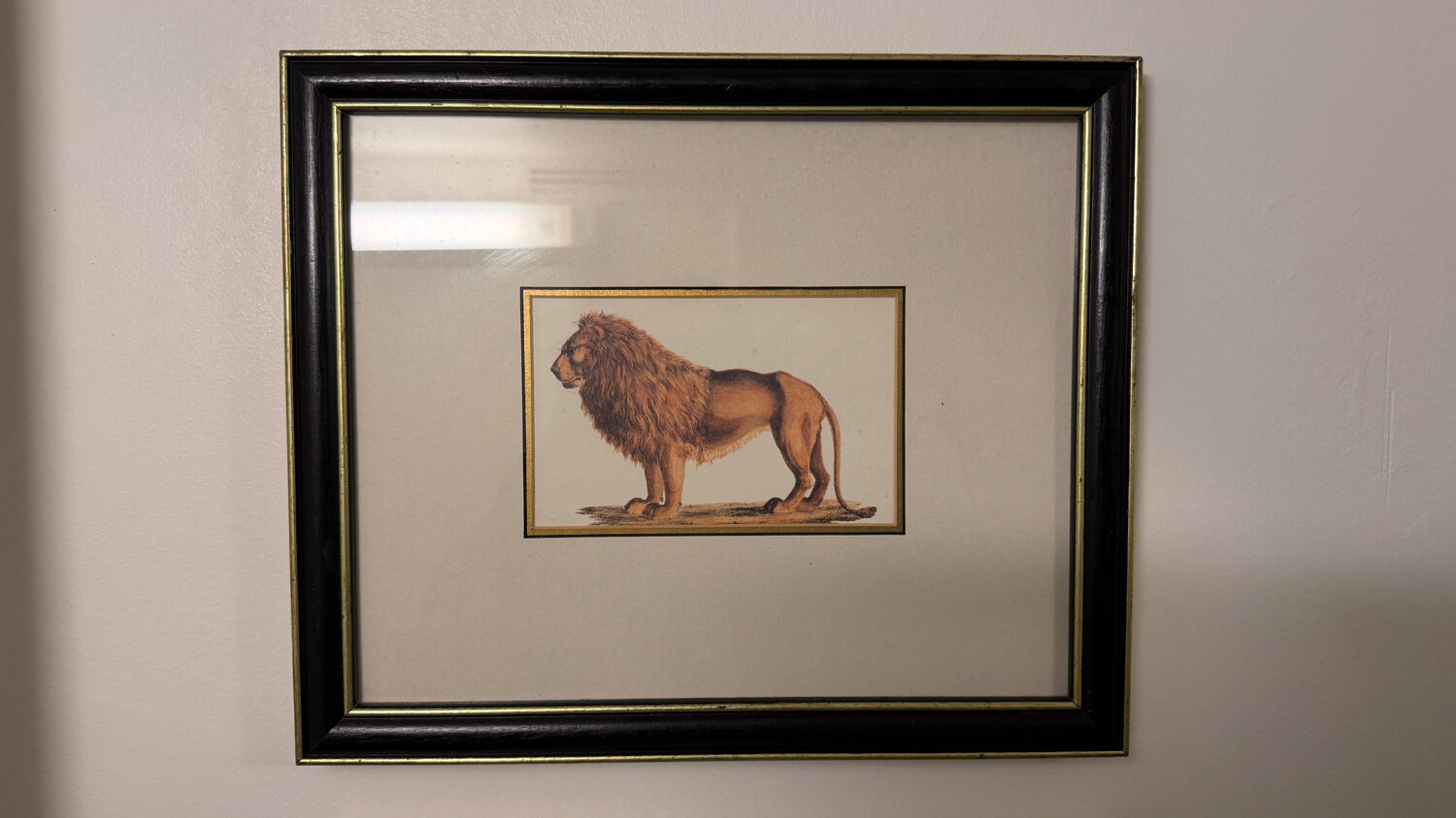 Ensemble de trois gravures animalières style histoire naturelle