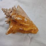 Shellfish