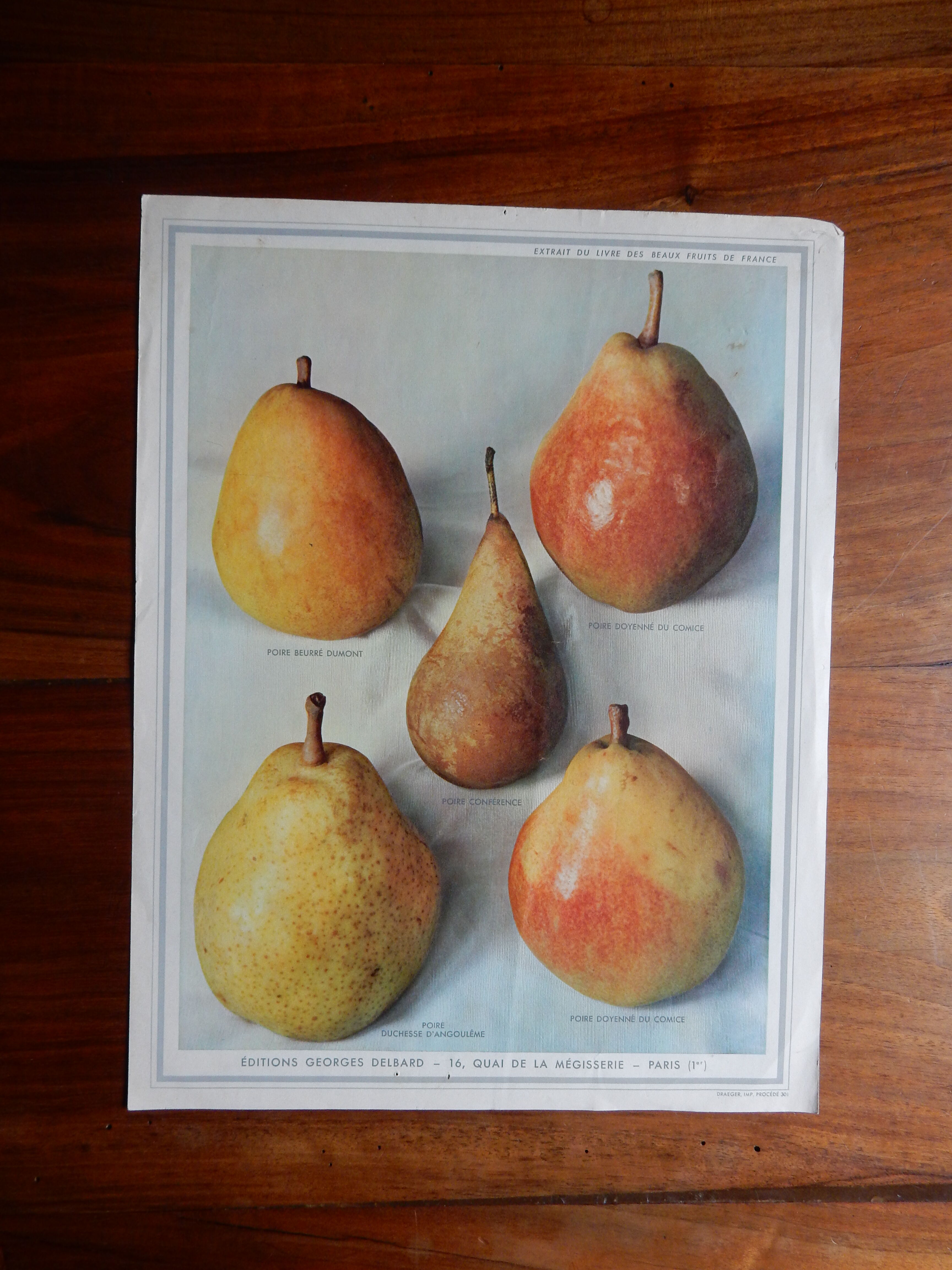 1947 pedagogic poster on pears