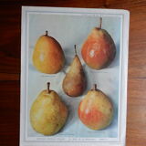 1947 pedagogic poster on pears