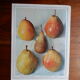 1947 pedagogic poster on pears
