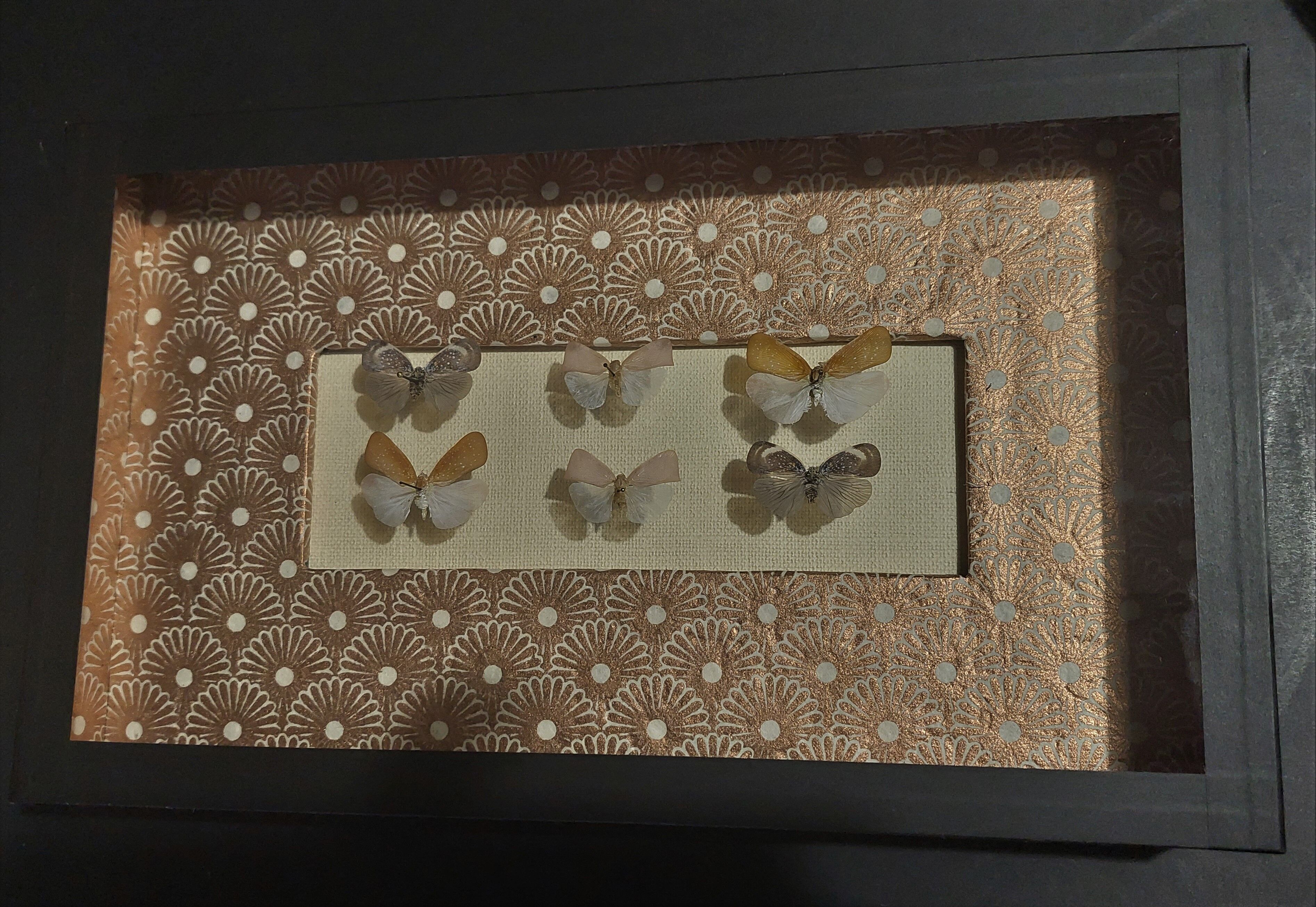 Natural history entomology framework insects aphaeninae sp.