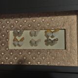 Natural history entomology framework insects aphaeninae sp.