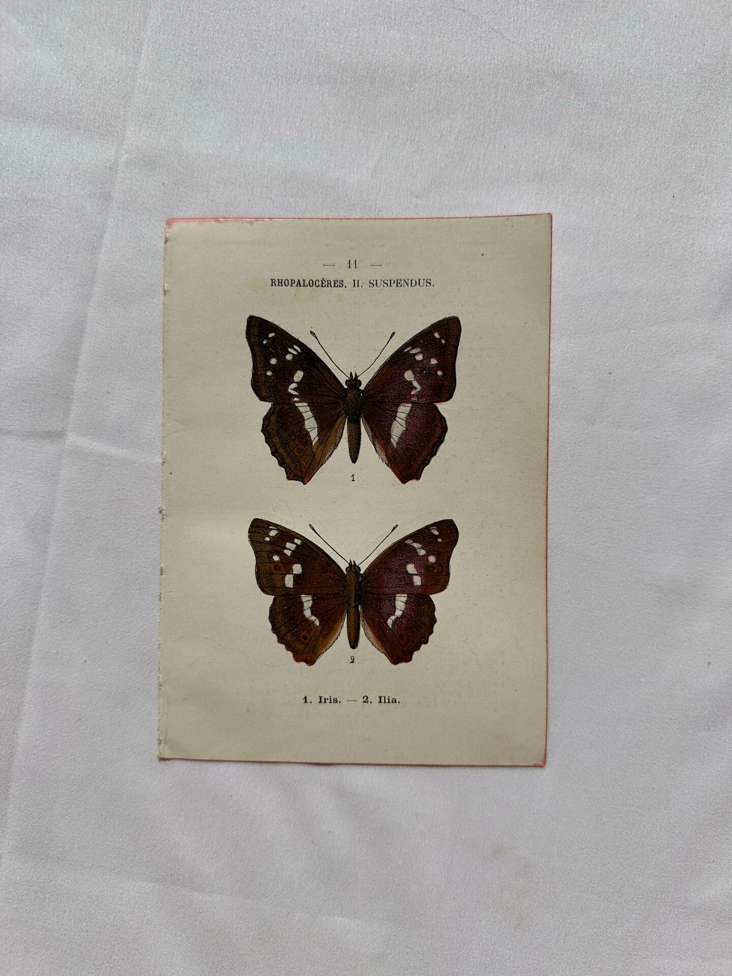 Botanical Plate 1800 Old naturalist engraving 19th century double-sided