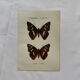 Botanical Plate 1800 Old naturalist engraving 19th century double-sided