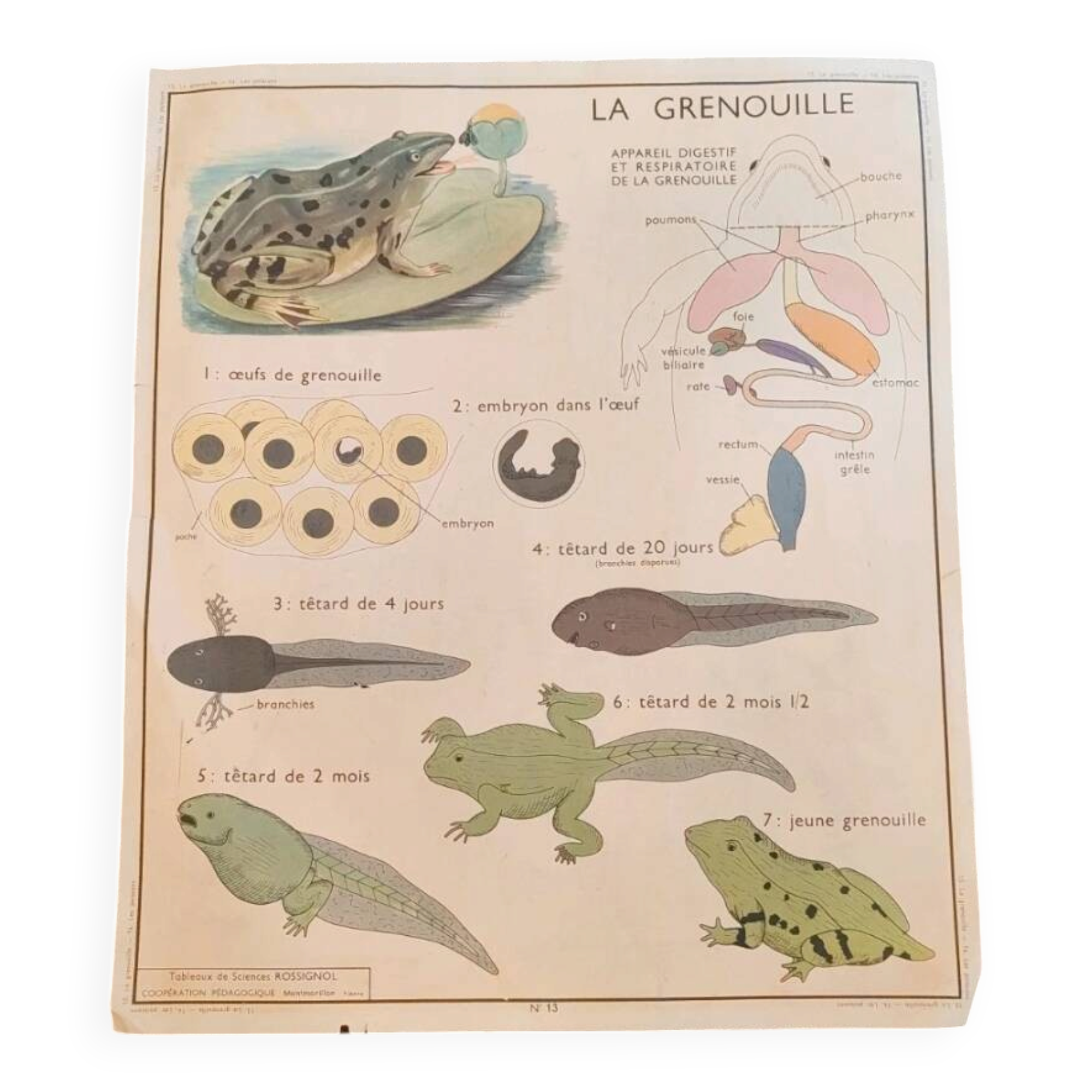 School poster the fish/the frog. Nightingales