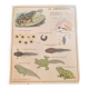 School poster the fish/the frog. Nightingales