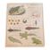 School poster the fish/the frog. Nightingales