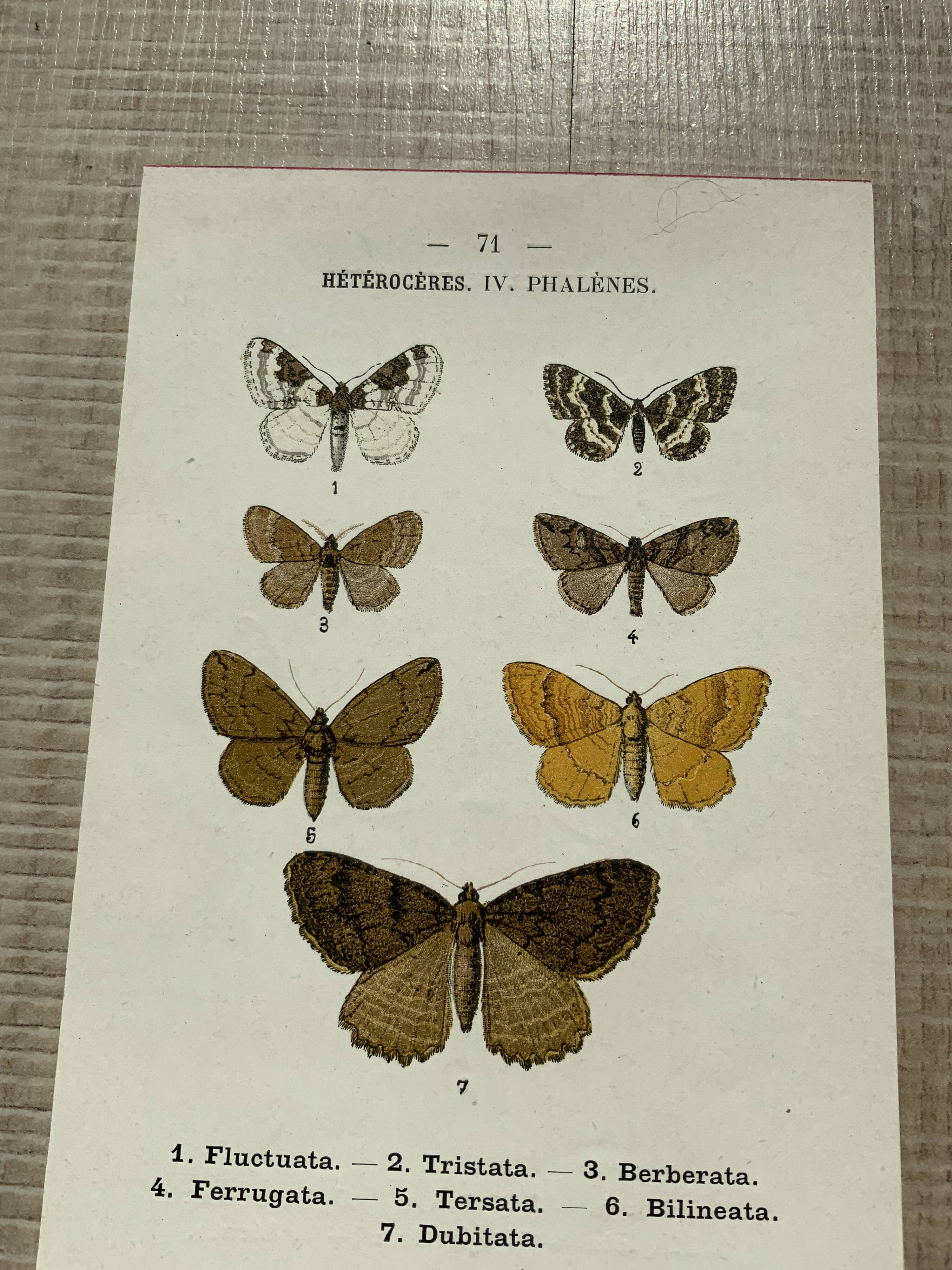 Vintage botanical plate antique butterfly engraving 1903 double-sided G. Denise