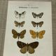 Vintage botanical plate antique butterfly engraving 1903 double-sided G. Denise