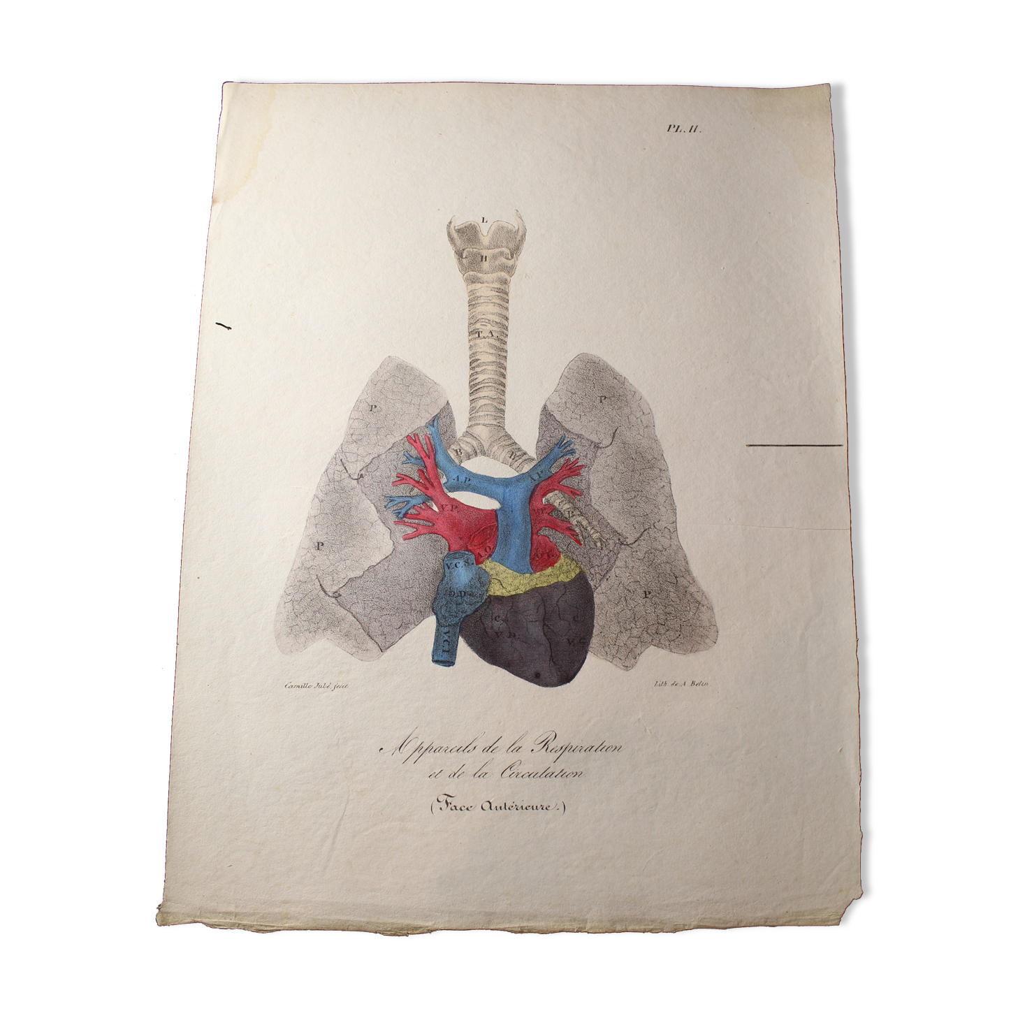 Medical anatomy board "Breathing and circulation devices" double-sided