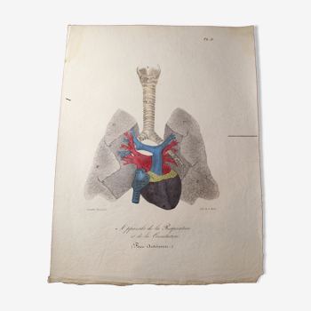 Medical anatomy board "Breathing and circulation devices" double-sided