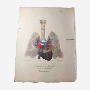 Planche médicale anatomie "Appareils de la respiration et de la circulation" double face