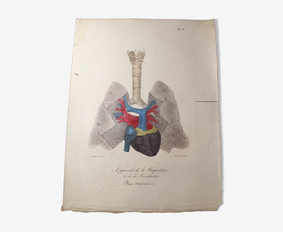 Planche médicale anatomie "Appareils de la respiration et de la circulation" double face
