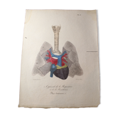 Planche médicale anatomie "Appareils de la respiration et de la circulation" double face