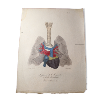 Medical anatomy board "Breathing and circulation devices" double-sided