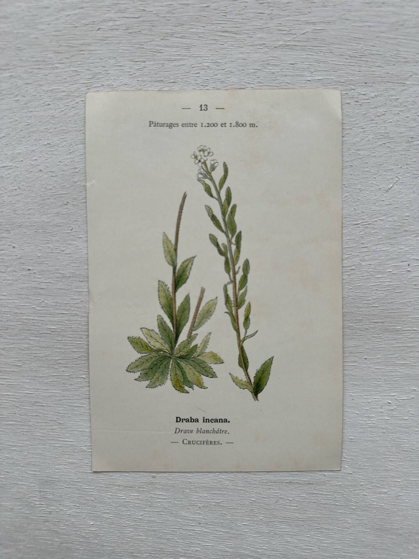 Botanical Plate 1800 Old Naturalist Engraving 19th Century Double-Sided