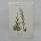 Botanical Plate 1800 Old Naturalist Engraving 19th Century Double-Sided