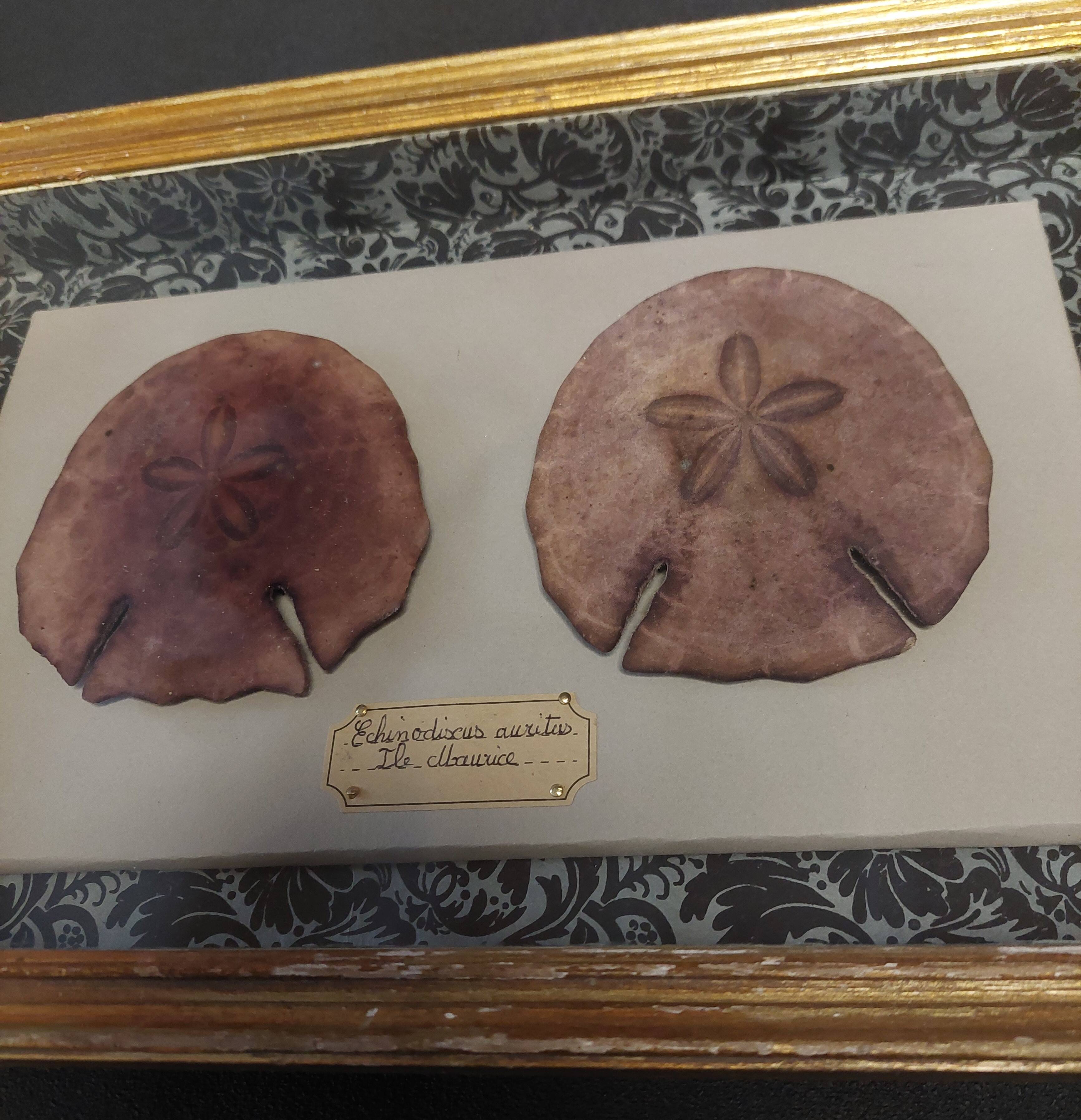 Frame with purple sea urchins Echinodiscus auritus