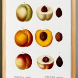 Poster on the theme of the Common Peach Tree, based on an old engraving from 1802