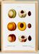 Poster on the theme of the Common Peach Tree, based on an old engraving from 1802