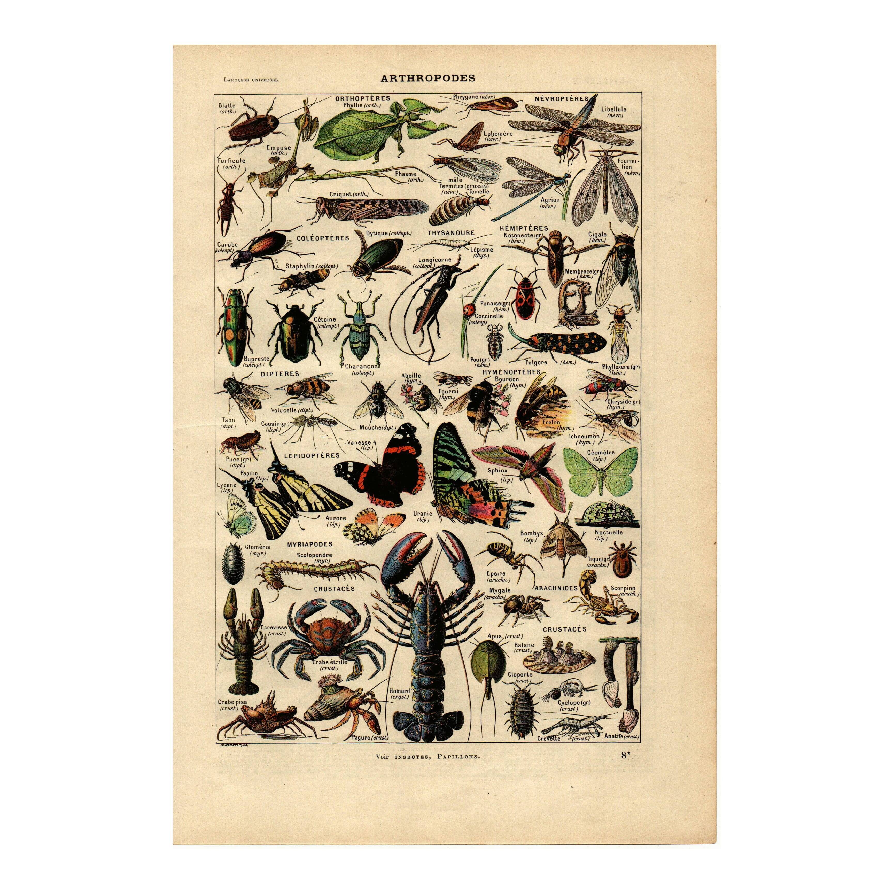Old engraving from 1923 - Arthropods - Illustration, zoological plate