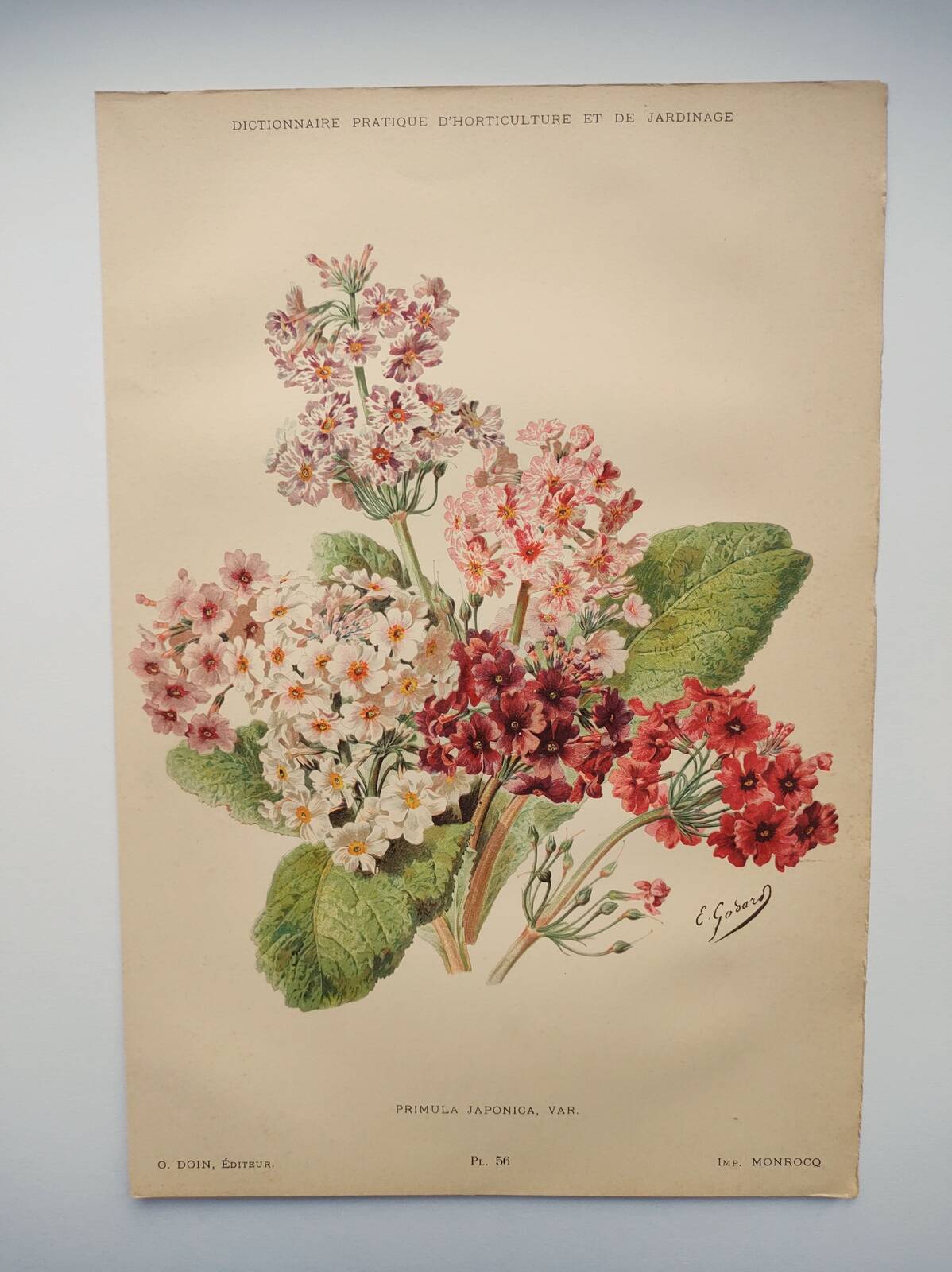 Botanical engraving from 1897 - Japanese primrose - original old flower plate by E.Godard