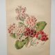 Botanical engraving from 1897 - Japanese primrose - original old flower plate by E.Godard