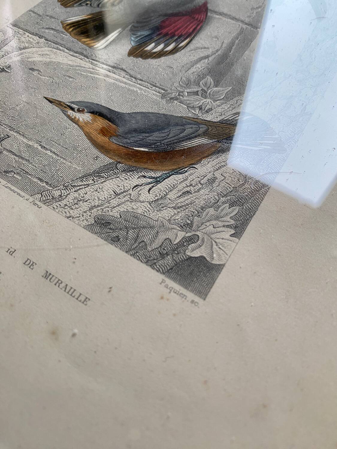 Lot 4 ornithological boards