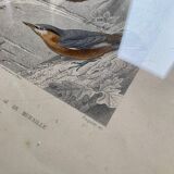 Lot 4 ornithological boards