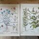 Planches de botanique herbier ancien