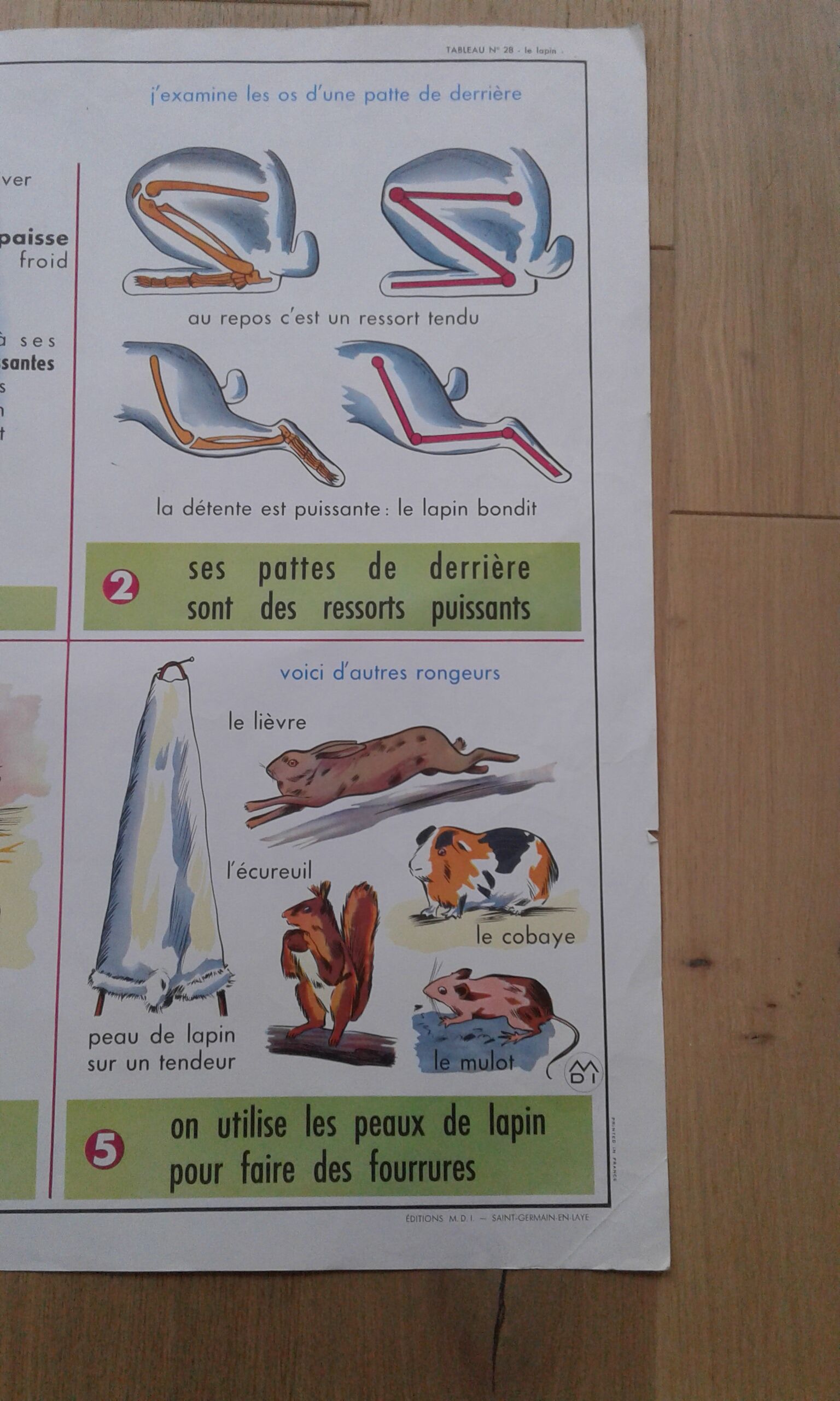 School poster rabbit and clay