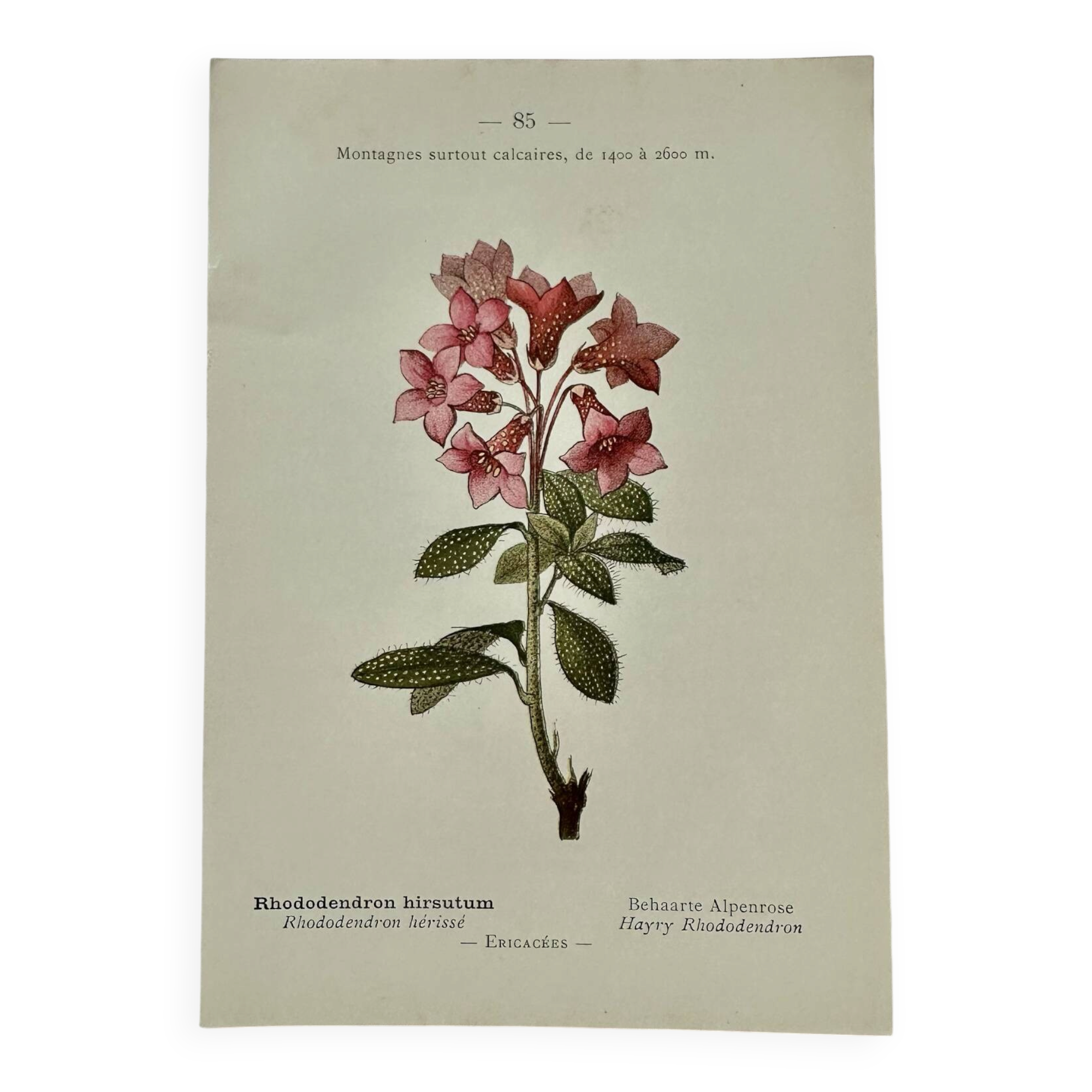 Botanical engraving 1800 France ancient naturalist work double-sided