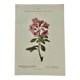Botanical engraving 1800 France ancient naturalist work double-sided