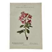 Gravure botanique 1800 France œuvre naturaliste ancienne double face