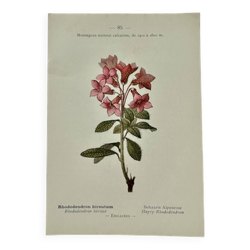 Gravure botanique 1800 France œuvre naturaliste ancienne double face