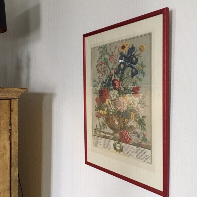 Old English botanical plate June