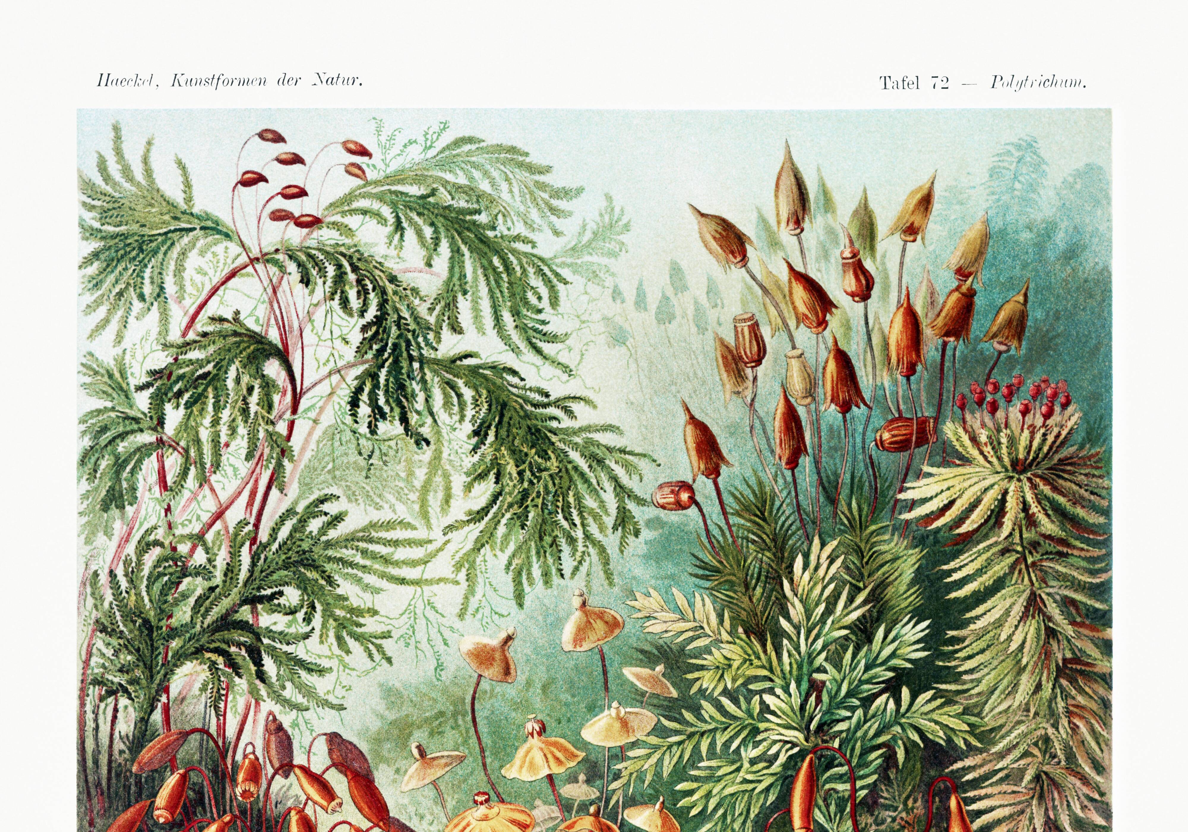 Poster about mossy plants, based on an old lithograph from 1904
