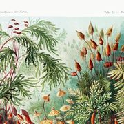 Affiche sur les plantes à mousse, d’après une lithographie ancienne de 1904