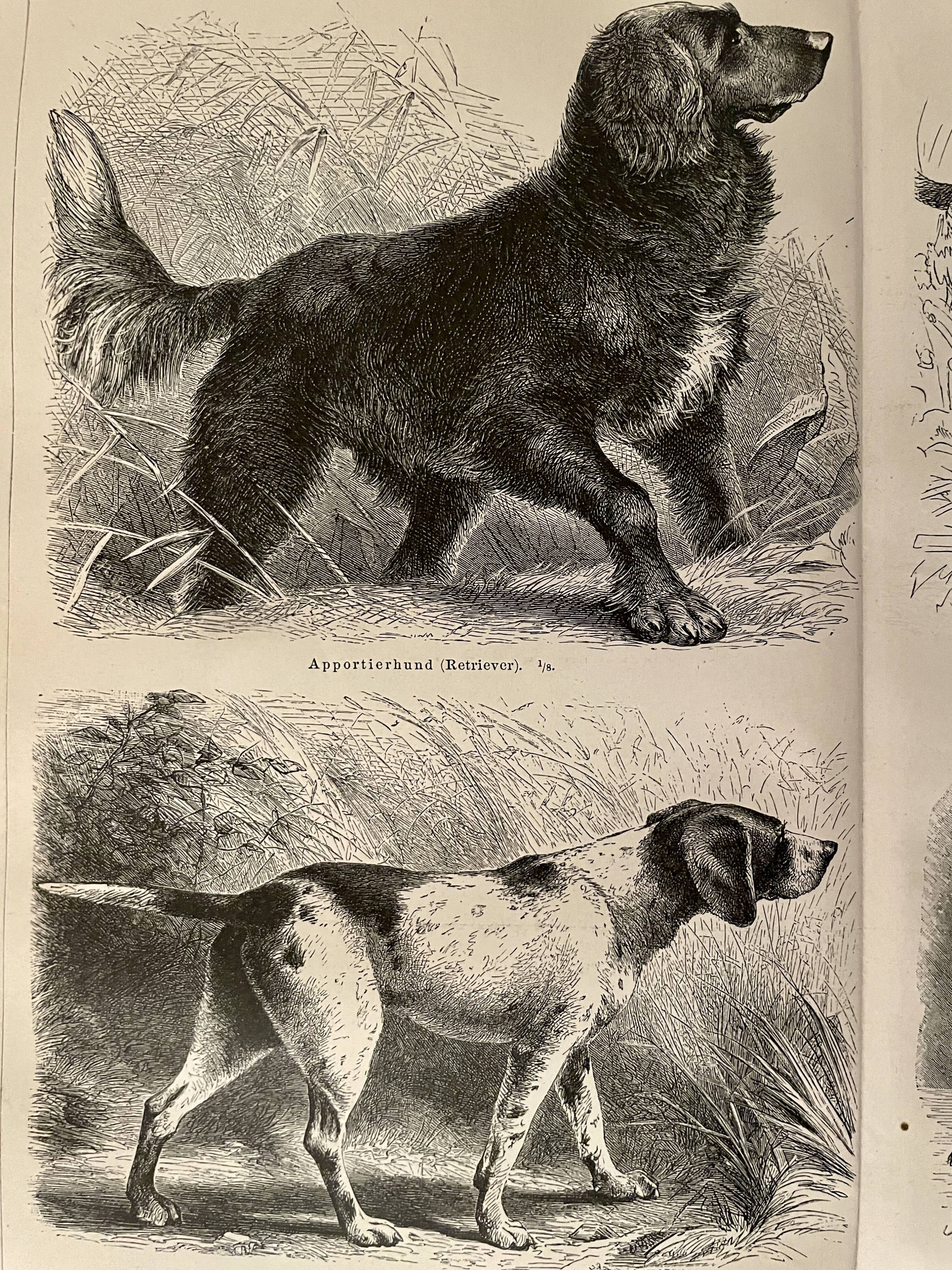 Illustrated plate on hunting dogs (retriever, German shorthaired pointer, dachshund) – 1890