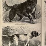 Planche illustrée sur les chiens de chasse (retriever, braque allemand, teckel) – 1890