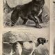 Illustrated plate on hunting dogs (retriever, German shorthaired pointer, dachshund) – 1890