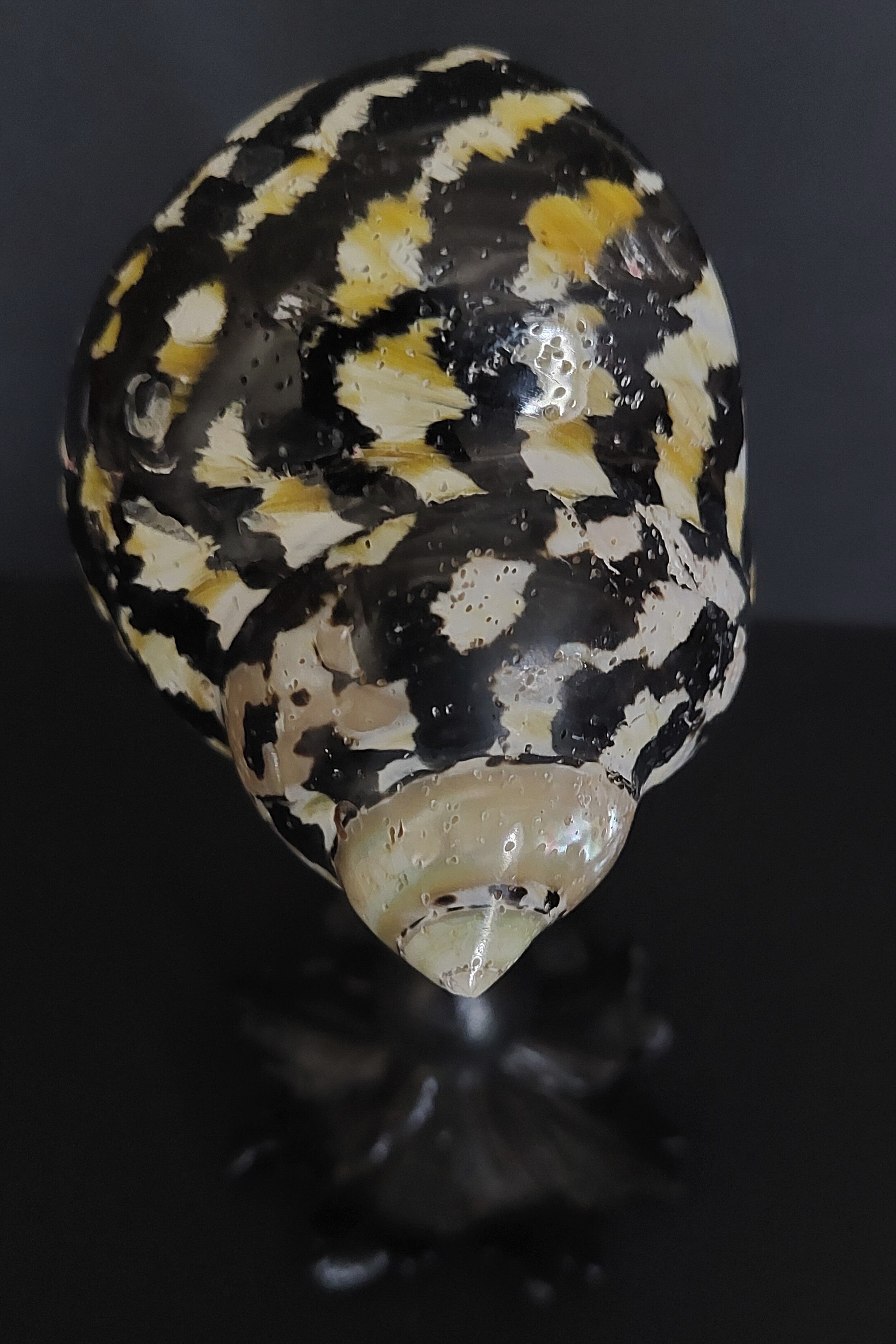 Cabinet of Curiosities shell cittarium pica on base