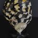 Cabinet of Curiosities shell cittarium pica on base